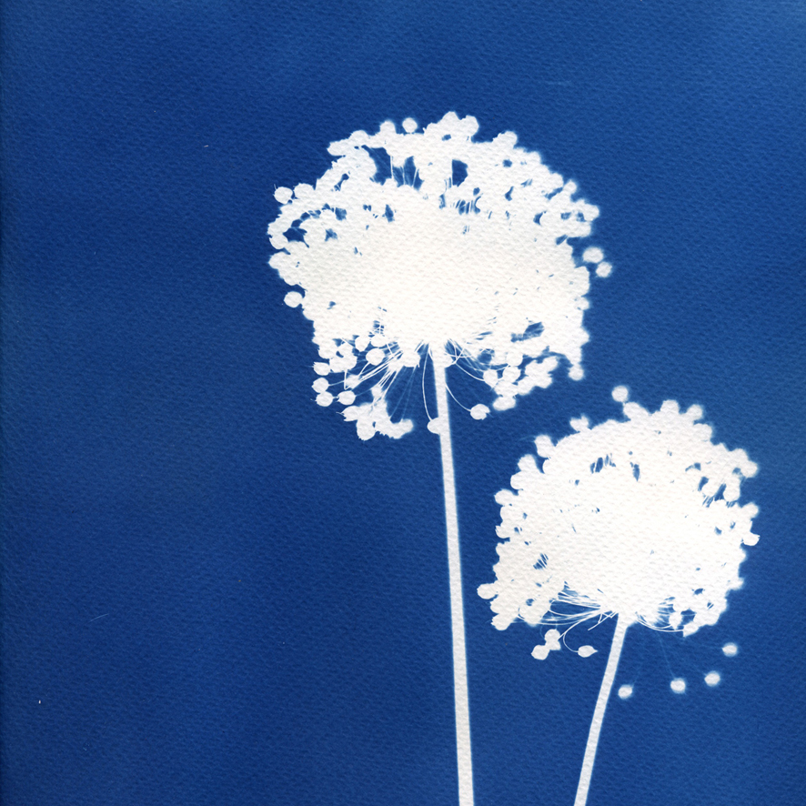 végétaux en Cyanotype