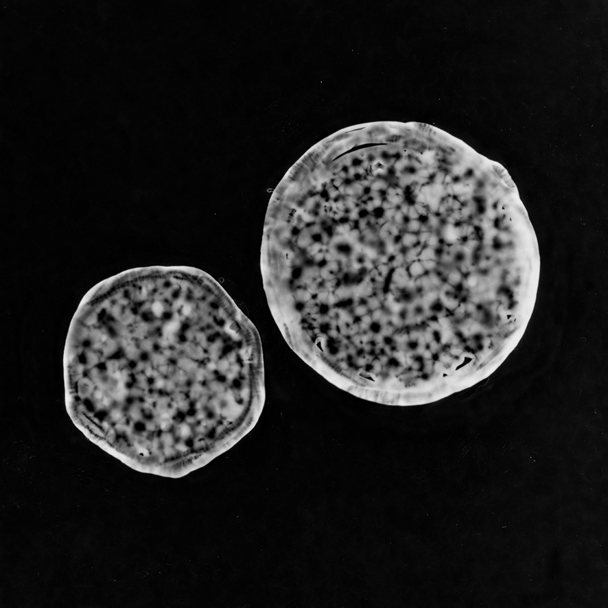 Photogramme tapioca représentant des grains de pollen